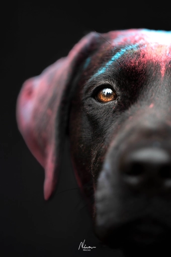 Photography, Pets, Traditional, Lifestyle