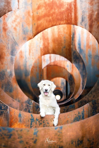 Photography, Pets, Artistic, Traditional