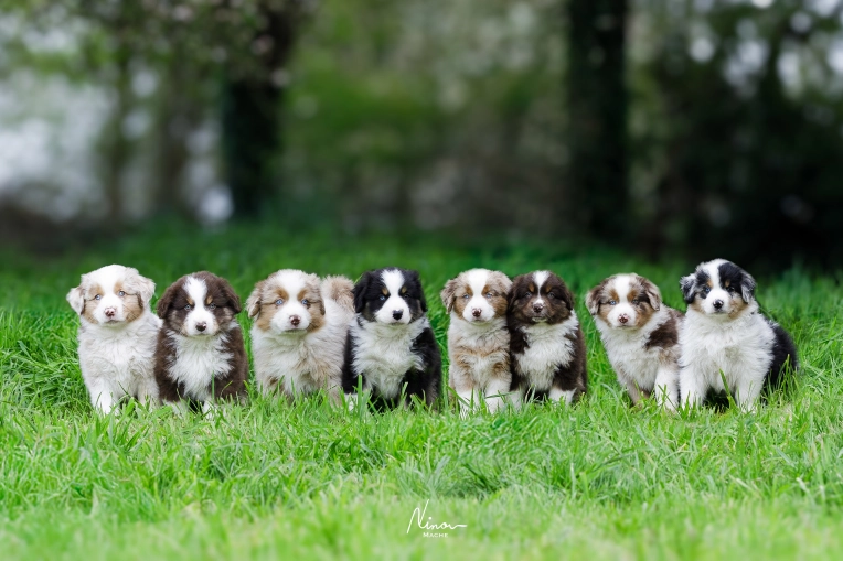Photography, Pets, Traditional