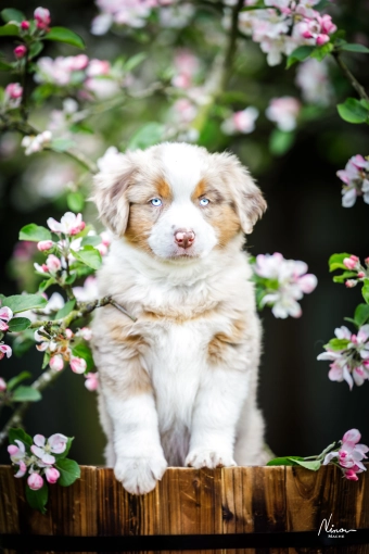 Photography, Pets, Traditional