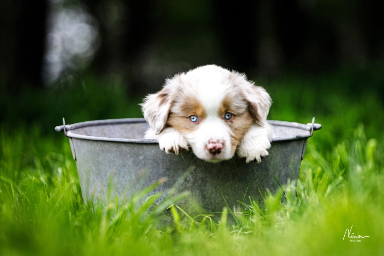 Photography, Pets, Traditional