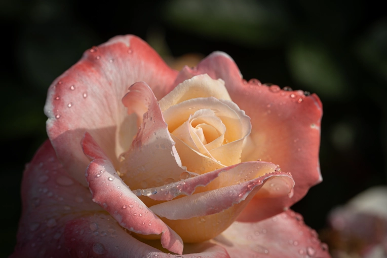 Photographie, Nature, Traditionnel