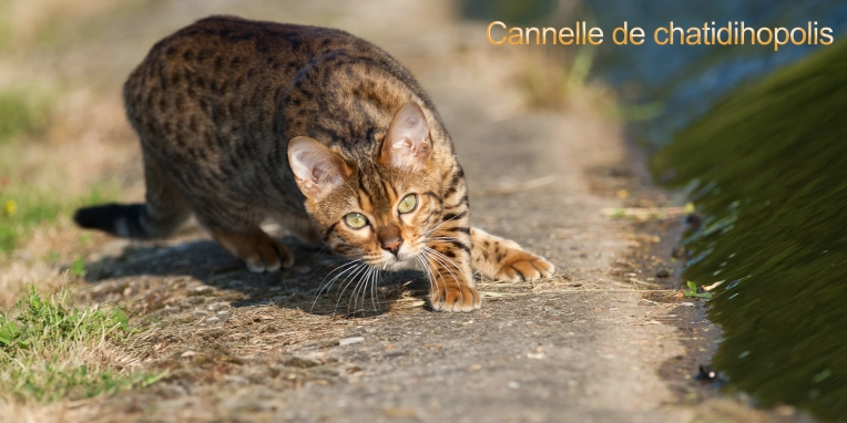 Photographie, Animal de compagnie, Traditionnel