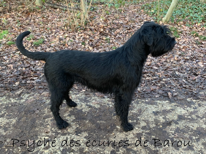 Photographie, Animal de compagnie, Traditionnel