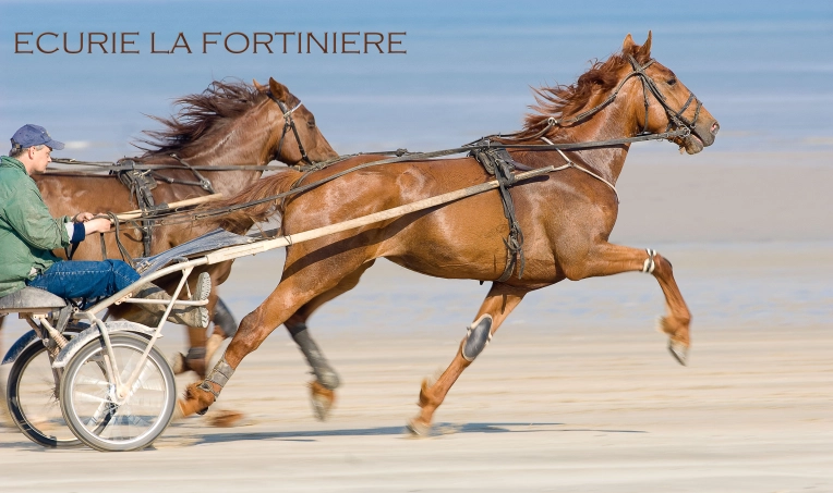 Photography, Pets, Artistic, Traditional, Lifestyle
