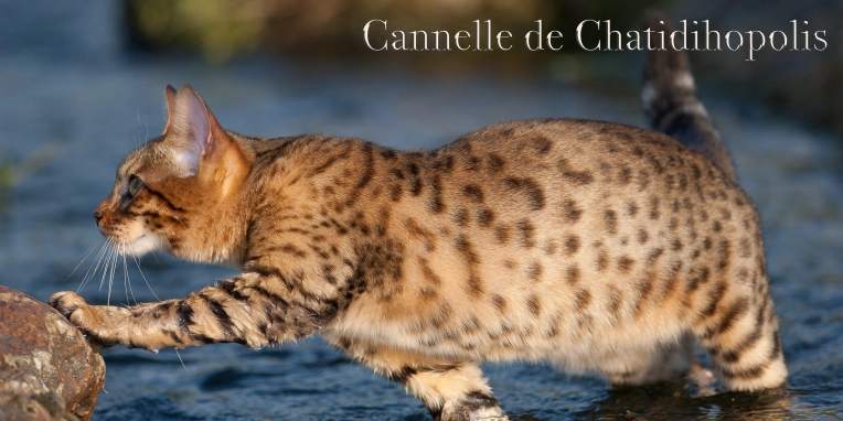 Photographie, Animal de compagnie, Artistique, Traditionnel, Lifestyle
