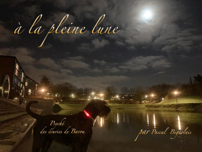 Photographie, Animal de compagnie, Artistique, Traditionnel, Lifestyle