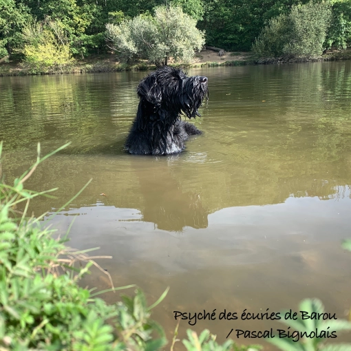 Photographie, Animal de compagnie, Artistique, Traditionnel, Vintage