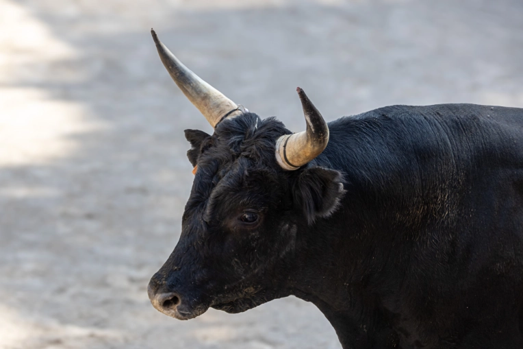 Photographie, Animal de compagnie, Traditionnel