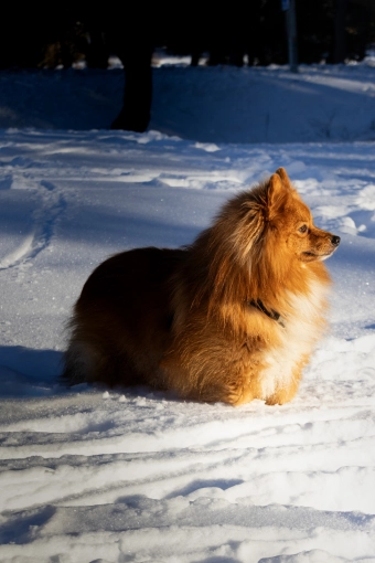 Photographie, Animal de compagnie, Traditionnel