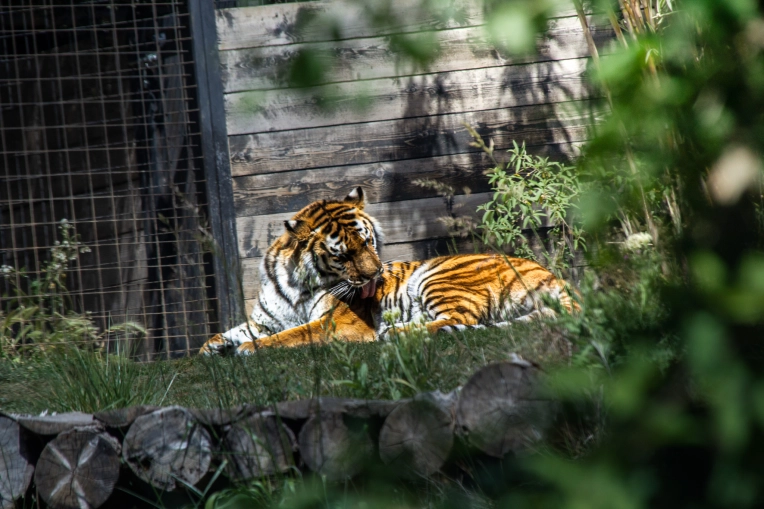 Photographie, Animal de compagnie, Traditionnel