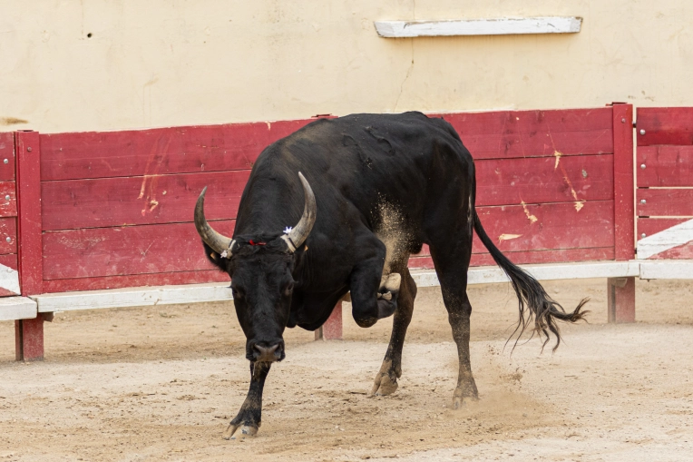 Photographie, Animal de compagnie, Traditionnel