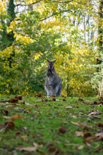 Photographie, Retouche photo, Animal de compagnie, Traditionnel