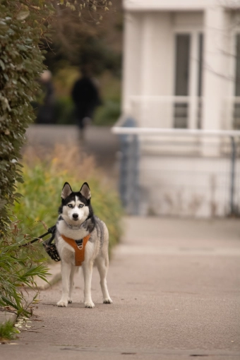 Photographie, Retouche photo, Animal de compagnie, Traditionnel