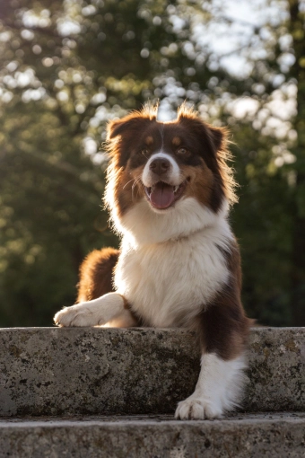 Photographie, Retouche photo, Animal de compagnie, Lifestyle