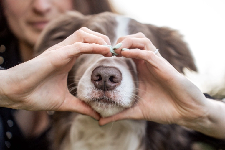 Photographie, Retouche photo, Animal de compagnie, Lifestyle
