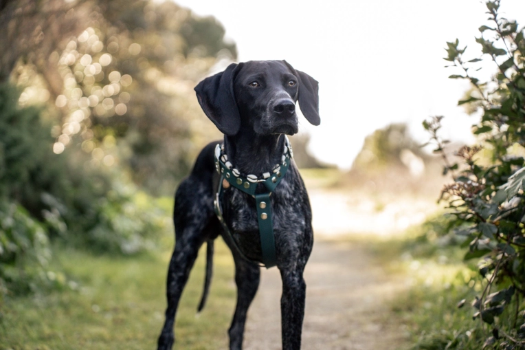 Photographie, Retouche photo, Animal de compagnie, Lifestyle