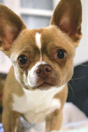 Photography, Pets, Traditional