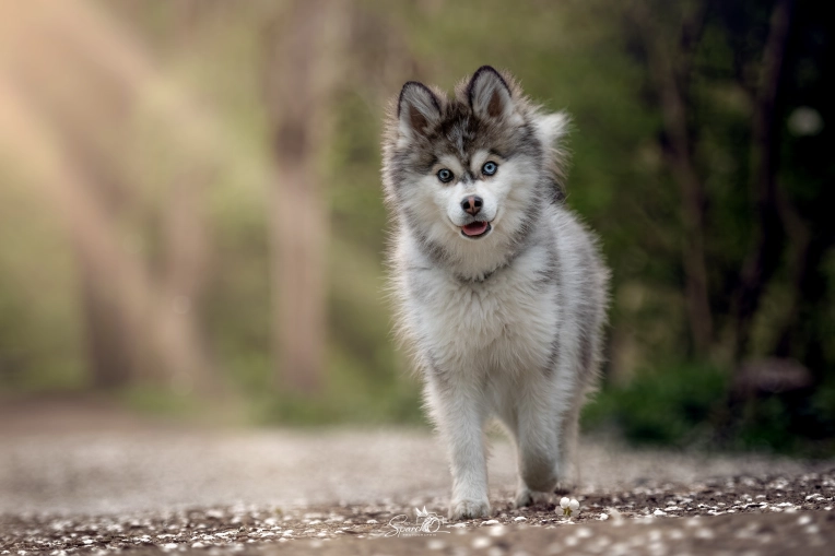 Photography, Pets, Artistic, Traditional