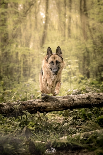 Photography, Pets, Artistic, Traditional