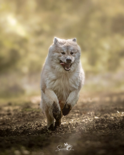 Photography, Pets, Artistic, Traditional