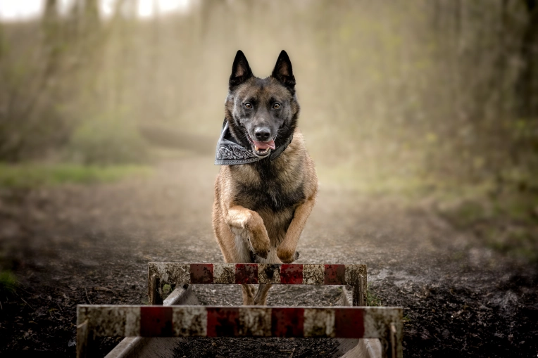 Photography, Pets, Artistic, Traditional