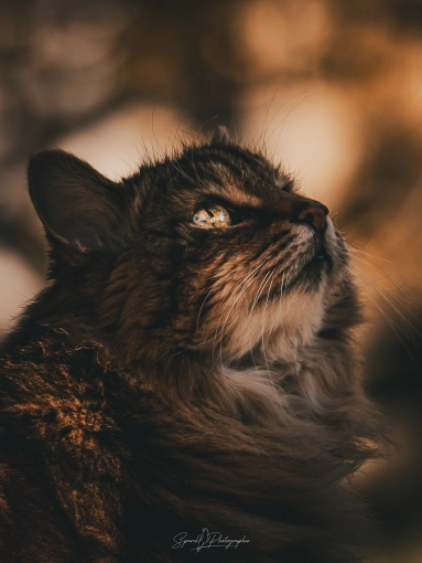 Photography, Pets, Artistic, Traditional