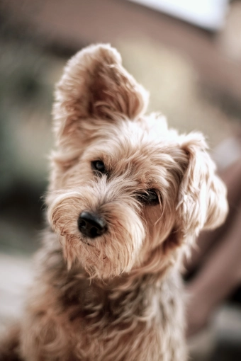 Photographie, Animal de compagnie, Lifestyle