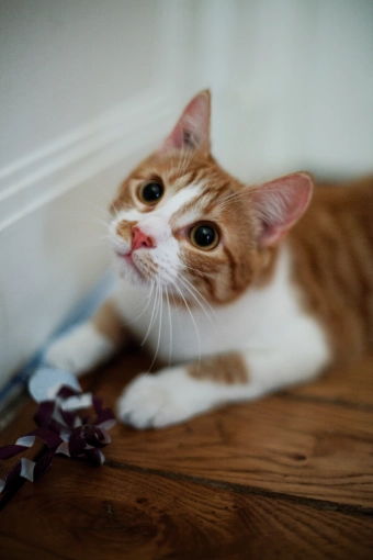 Photographie, Animal de compagnie, Lifestyle