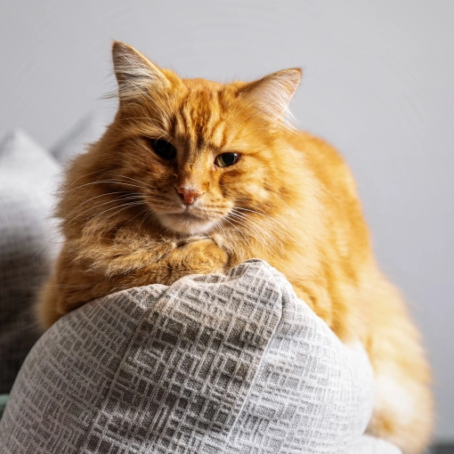 Photographie, Retouche photo, Animal de compagnie, Traditionnel