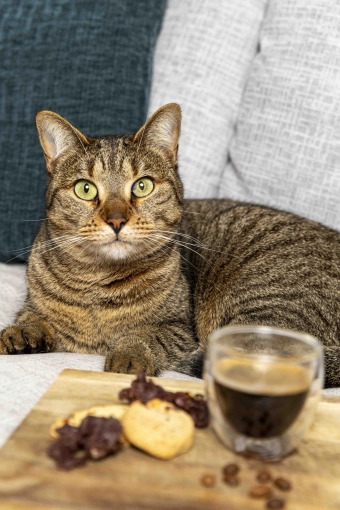 Photographie, Retouche photo, Animal de compagnie, Traditionnel