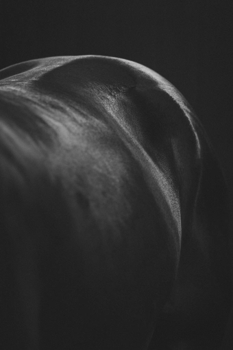 Photographie, Retouche photo, Animal de compagnie, Traditionnel, Vintage