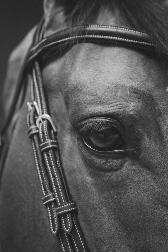 Photographie, Animal de compagnie, Traditionnel, Vintage