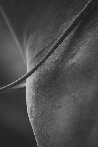 Photographie, Animal de compagnie, Traditionnel, Vintage