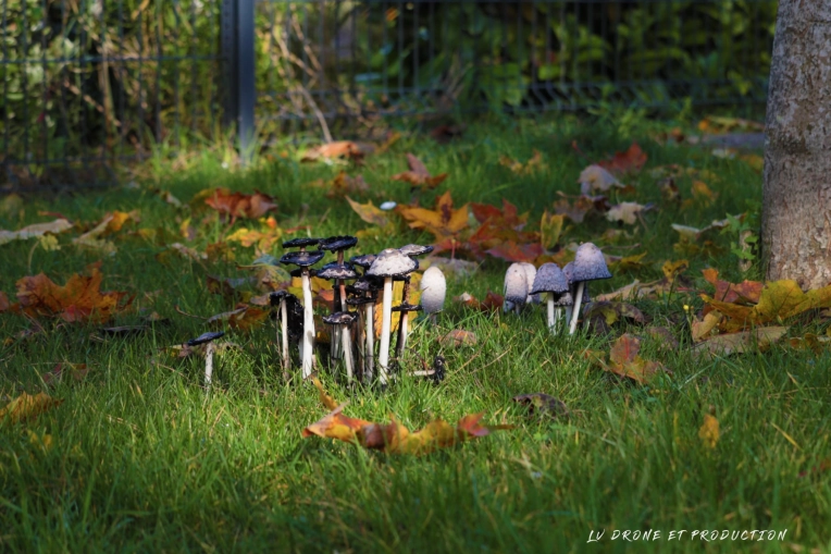 Photographie, Drone, Nature, Traditionnel