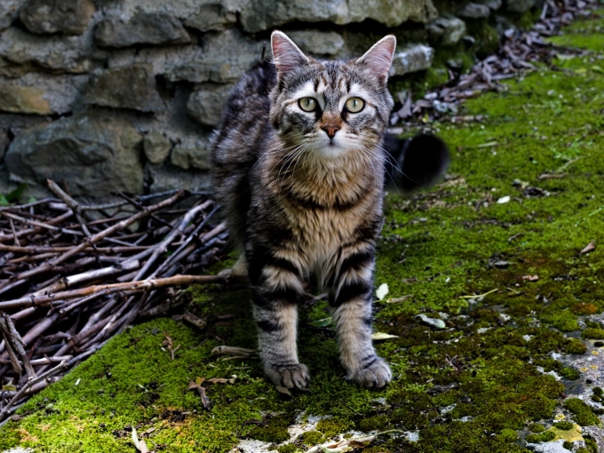Photographie, Retouche photo, Animal de compagnie, Artistique