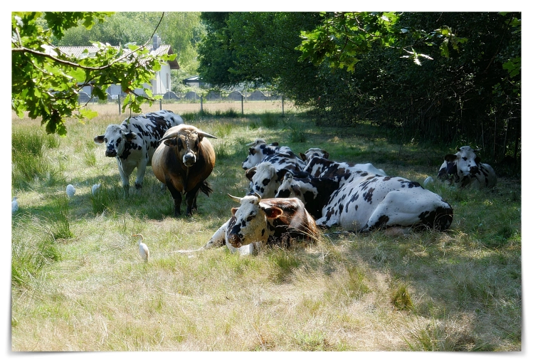 Photographie, Retouche photo, Animal de compagnie, Artistique