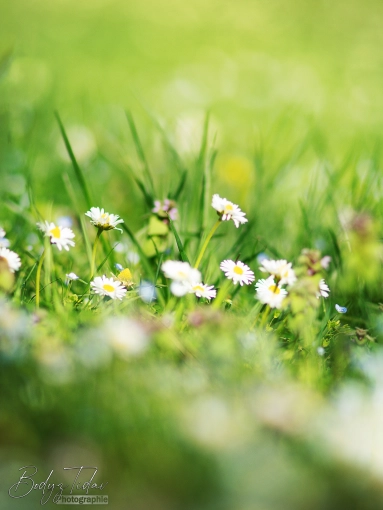 Photography, Photo retouching, Nature, Artistic