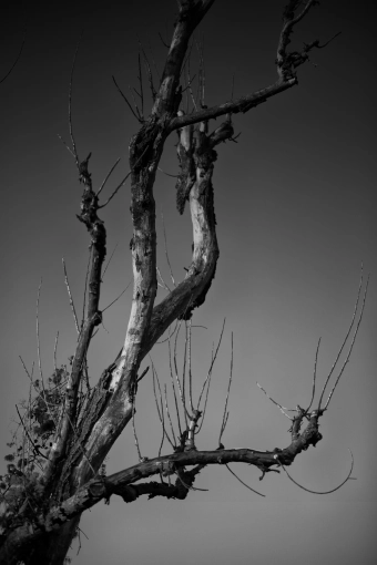 Photography, Photo retouching, Nature, Artistic