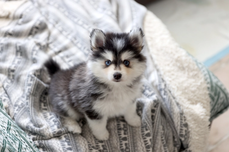 Photography, Photo retouching, Pets, Traditional