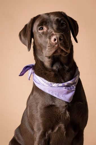 Photographie, Animal de compagnie, Traditionnel