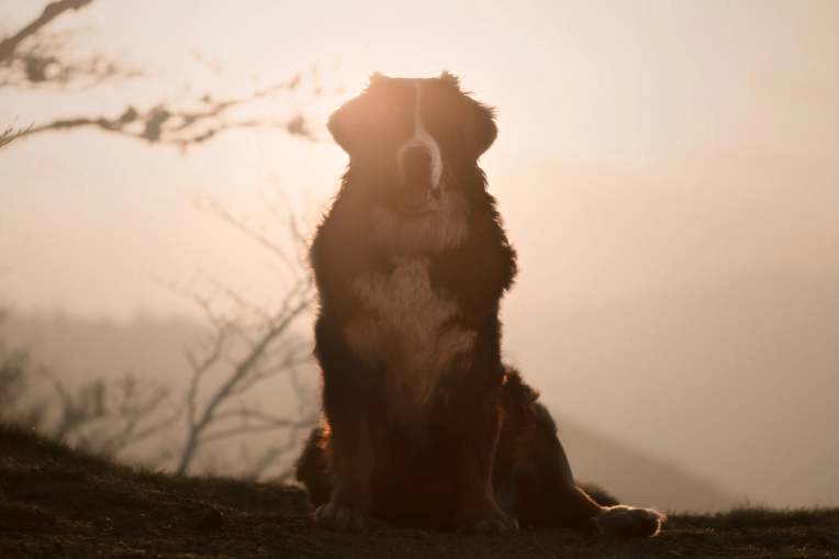 Photographie, Nature, Traditionnel