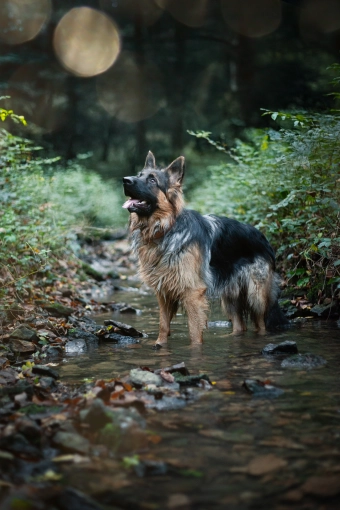 Photographie, Animal de compagnie, Artistique