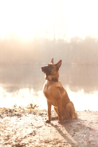 Photographie, Animal de compagnie, Artistique