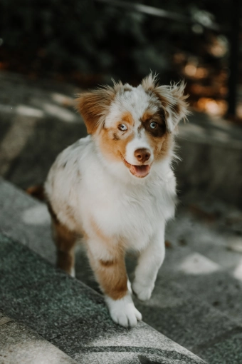 Photographie, Retouche photo, Animal de compagnie, Lifestyle