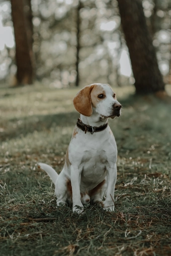 Photographie, Retouche photo, Animal de compagnie, Lifestyle