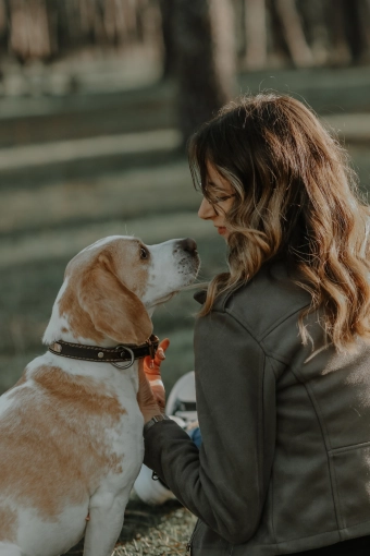 Photographie, Retouche photo, Animal de compagnie, Lifestyle