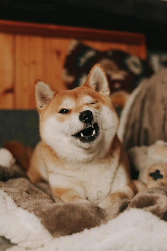 Photographie, Retouche photo, Animal de compagnie, Lifestyle