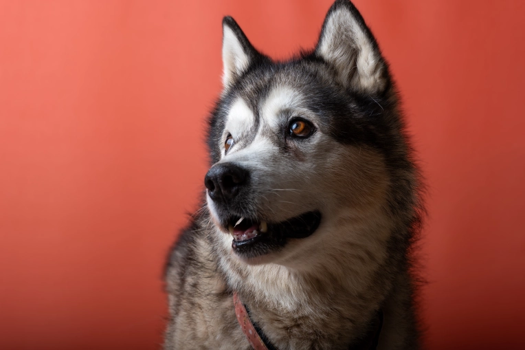 Animal de compagnie, Traditionnel