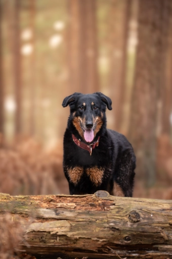 Photographie, Animal de compagnie, Traditionnel, Lifestyle